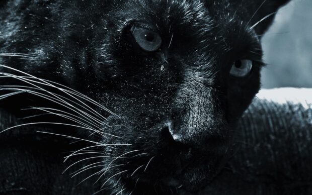 Close up of black panther showing detailed fur and intense eyes in high quality