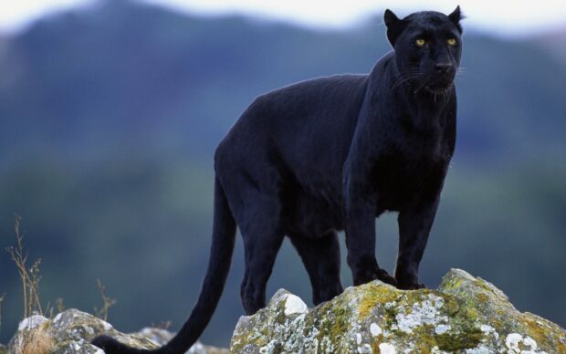 Black panther animal standing on a rock with a blurred natural background