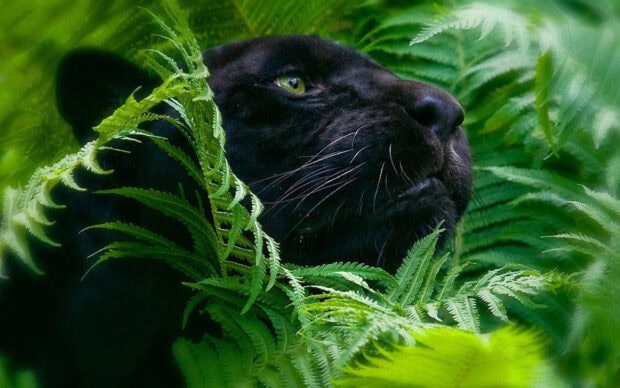 Black panther resting quietly among green leaves in natural forest environment