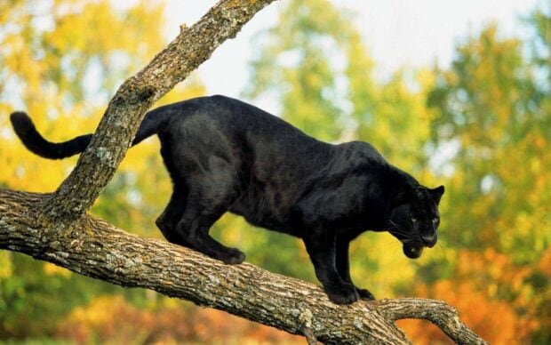 A black panther animal walking carefully on a tree branch in a vibrant forest setting