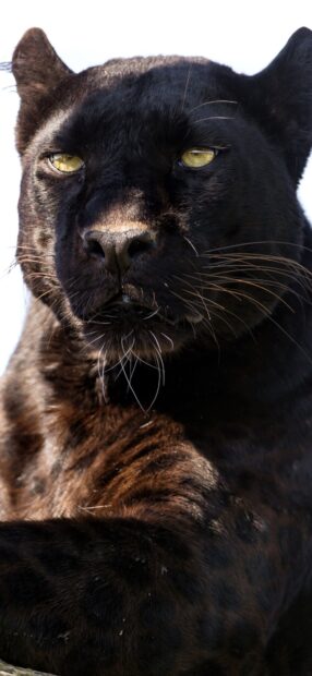 Close up of black panther animal showing detailed fur and yellow eyes