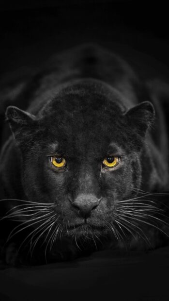 Close up of black panther animal with bright yellow eyes lying in dark environment