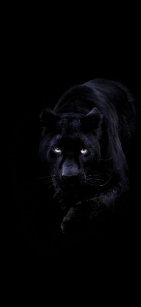Black panther animal stalking quietly in the dark background