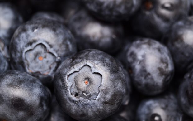 Close up of fresh blueberry showing detailed texture and natural pattern