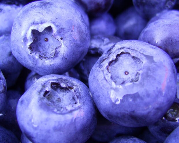 Close up of fresh blueberry with natural texture and details