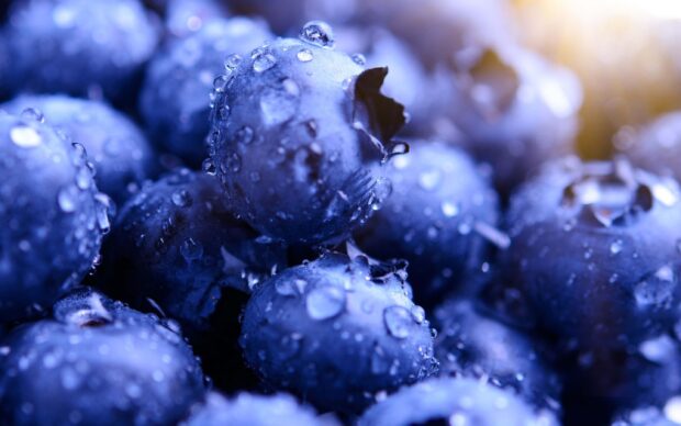 Fresh blueberries covered with water droplets in close up shot