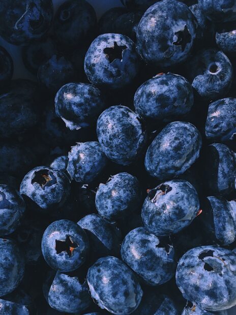 Fresh blueberry close up with vibrant natural texture and color