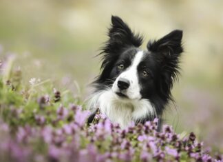 Black and white border collie dog resting among purple flowers in a field