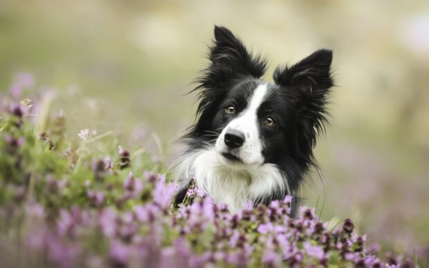 Black and white border collie dog resting among purple flowers in a field