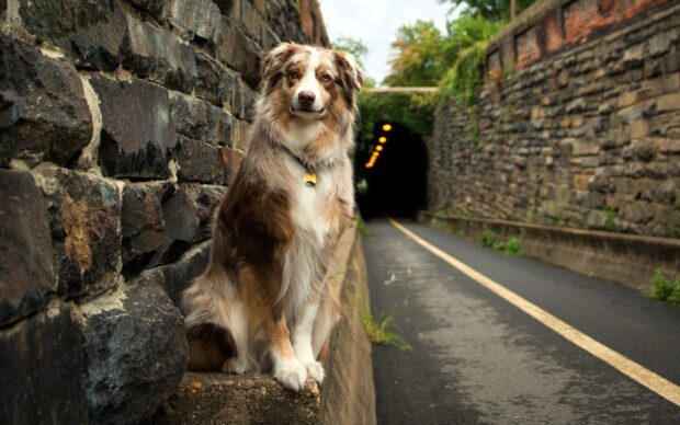 A brown and white Border Collie sitting calmly beside a stone wall near a dark tunnel on a paved path