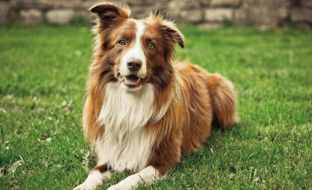 A friendly Border Collie lying on green grass with a happy expression