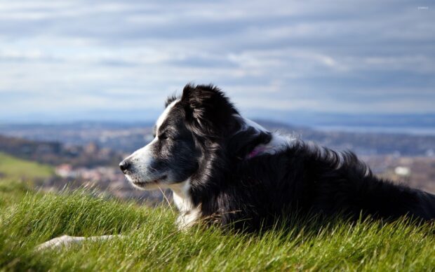 Border Collie resting in the grass on a hill overlooking a distant landscape