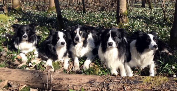 Five Border Collie dogs resting on the forest floor among white flowers and fallen leaves