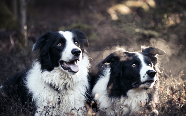 Two Border Collie dogs sitting in the misty forest with attentive expressions