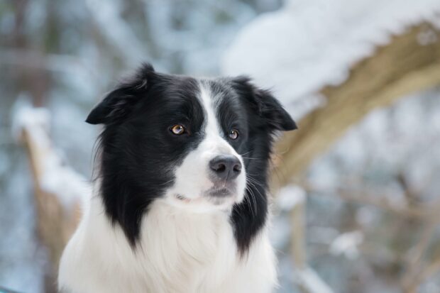 A close up of a Border Collie dog looking attentively outdoors in winter