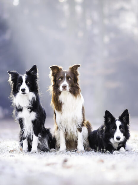 Three Border Collie dogs sitting and lying on frosty ground in a serene outdoor setting