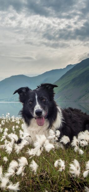 Happy border collie resting in a field of white flowers with mountains in the background
