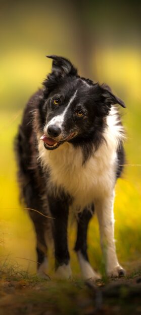 A happy border collie standing outdoors with a blurred yellow background