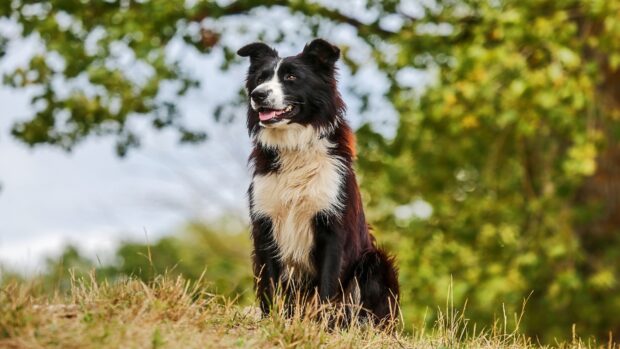 Border Collie sitting on grass with a blurred green background in nature