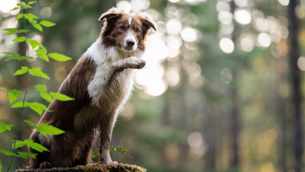 Brown and white border collie sitting on moss with paw raised in forest background