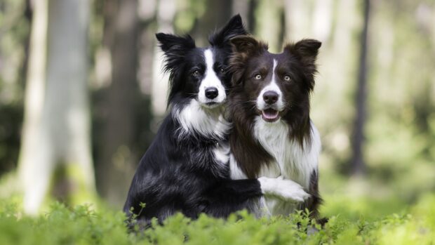 Two Border Collies embracing each other in a green forest setting
