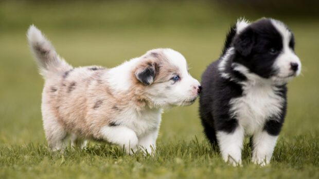 A beige and black Border Collie puppy walking on green grass and interacting with another puppy