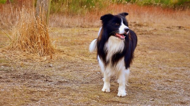 A happy Border Collie standing outdoors on dry grass in a natural setting