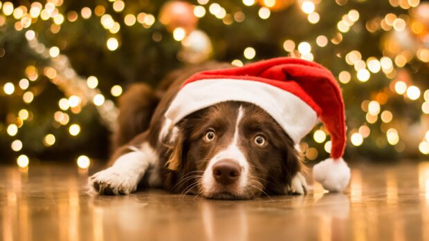 Border Collie wearing a Santa hat lying on the floor with Christmas lights in the background