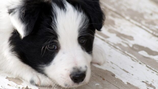 Close up of a Border Collie puppy resting on a wooden floor with soft fur