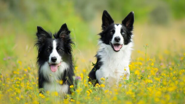 Two border collie dogs sitting in a field of yellow flowers with green blurred background