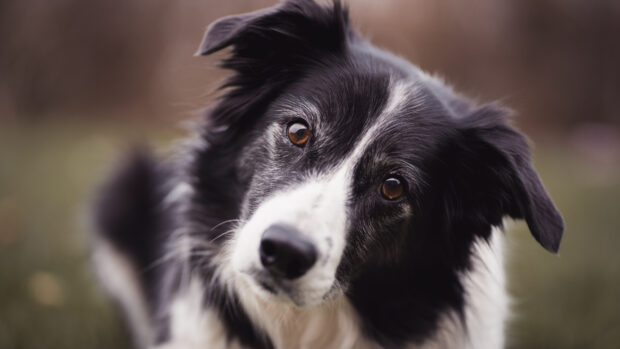 A close up of a Border Collie with attentive eyes looking at the camera