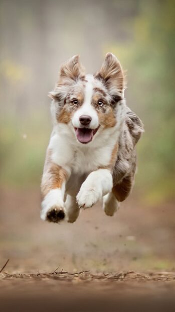 A happy border collie running energetically toward the camera in a forest setting