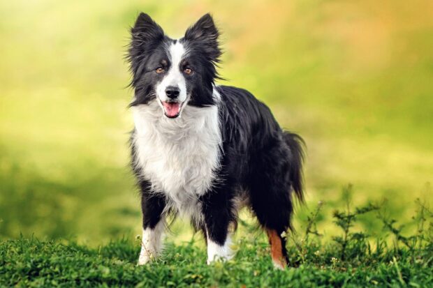 A black and white Border Collie standing on green grass with a blurred natural background