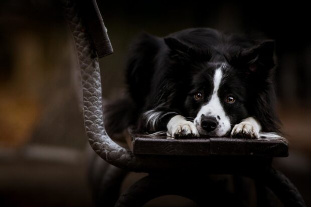 A Border Collie lying on a wooden bench looking attentively at the camera