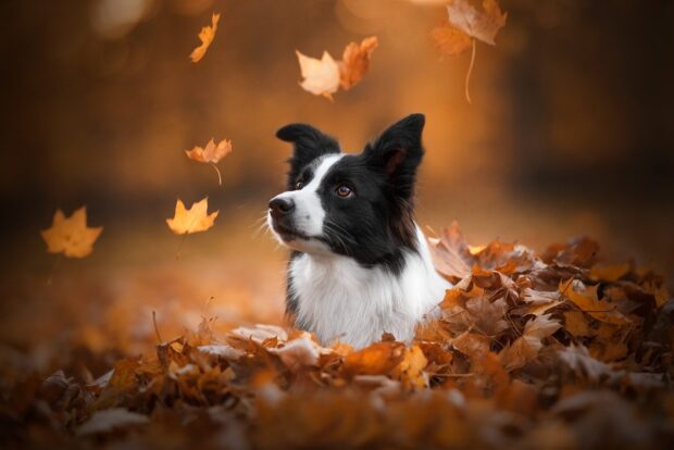 A Border Collie sitting in autumn leaves with falling orange leaves around