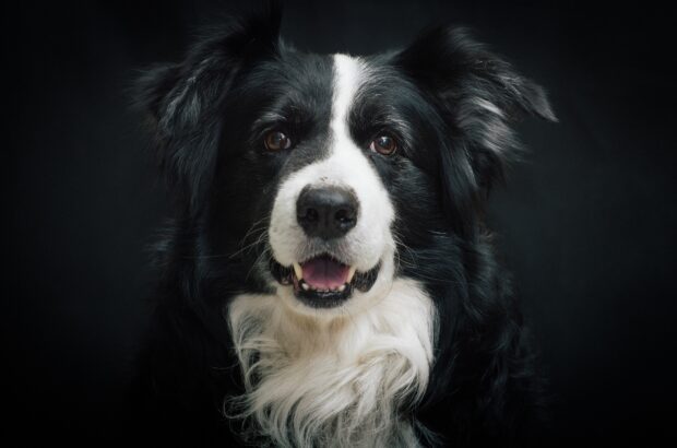 A close up of a happy Border Collie with black and white fur looking at the camera