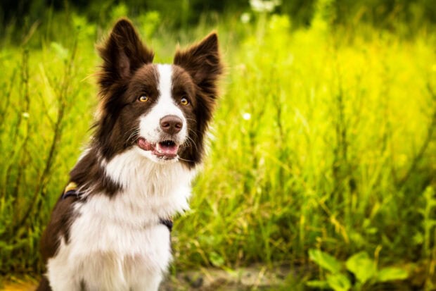 Brown and white Border Collie dog sitting in green grass field looking attentive