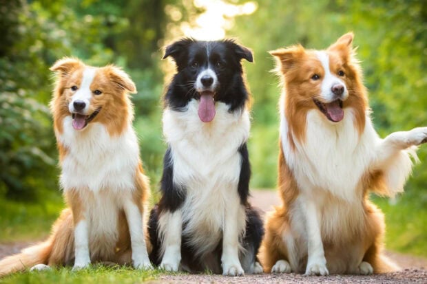 Three Border Collie dogs sitting on a forest path with green foliage in the background