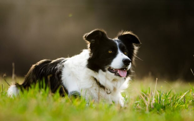 A black and white border collie resting in the grass with its tongue out and attentive eyes