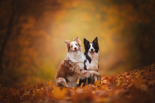 Two Border Collies sitting together in autumn leaves with a warm forest background