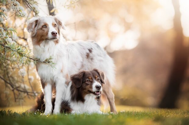 Two border collies standing and sitting on the grass in a sunlit garden