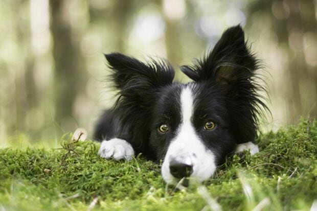 Border Collie resting on green grass in a natural outdoor setting with focused eyes