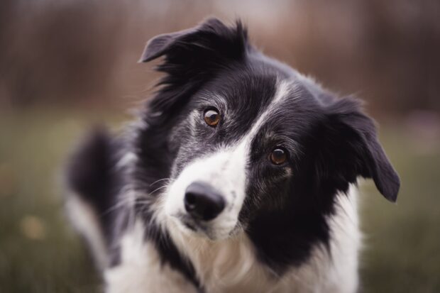 Border Collie with curious eyes looking attentively to the side