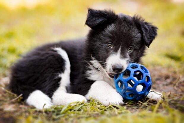 Cute Border Collie puppy playing with a blue ball outdoors on grass