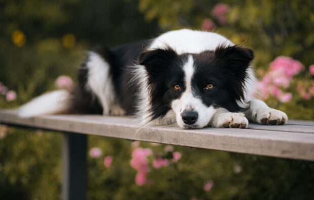 Border Collie resting on a wooden bench surrounded by flowers in a peaceful garden