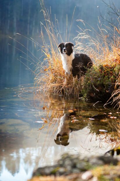 Border Collie standing by the water surrounded by dried grass and plants in a natural setting