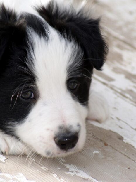 Close up of border collie puppy laying on wooden floor with black and white fur