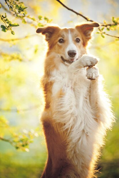 Friendly border collie standing on hind legs in bright natural light