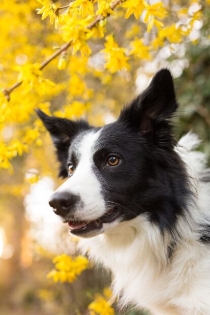 A close up of a Border Collie surrounded by yellow flowers in spring