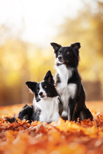Two adorable border collie dogs sitting among autumn leaves in a park with warm sunlight